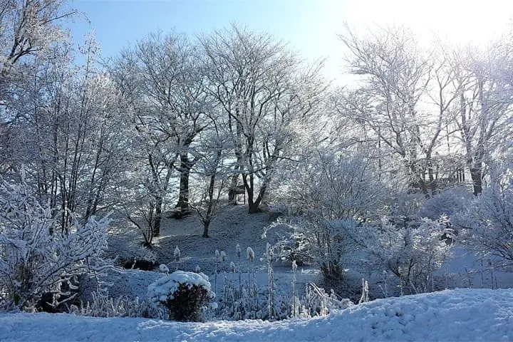 雪木が咲き乱れる鳳林院