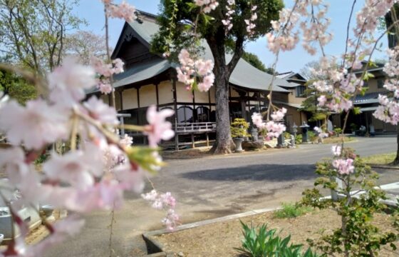 春彼岸_桜