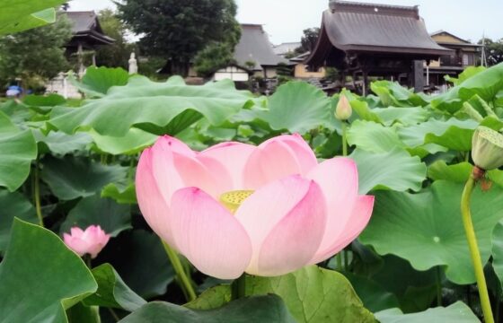 スマホトップ画像